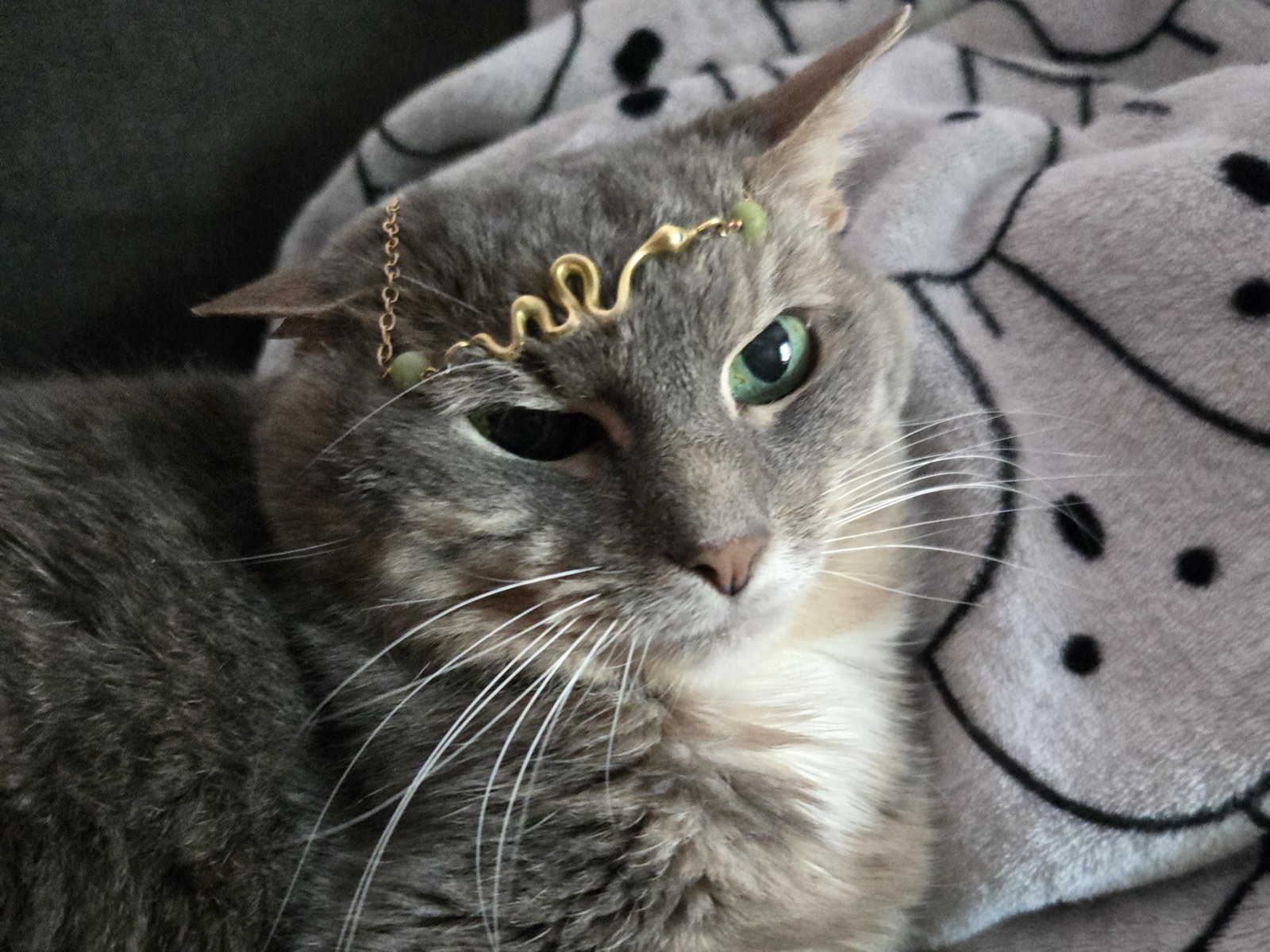 Liz’s gray tabby cat Karma curled on a soft blanket, wearing a delicate gold headpiece